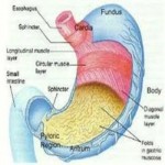fat-absorption-inhibitors_350x350 fat-absorption-inhibitors_350x350