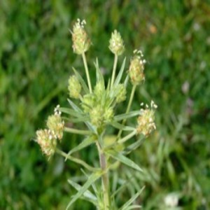 psyllium-minolest_350x350 psyllium-minolest_350x350